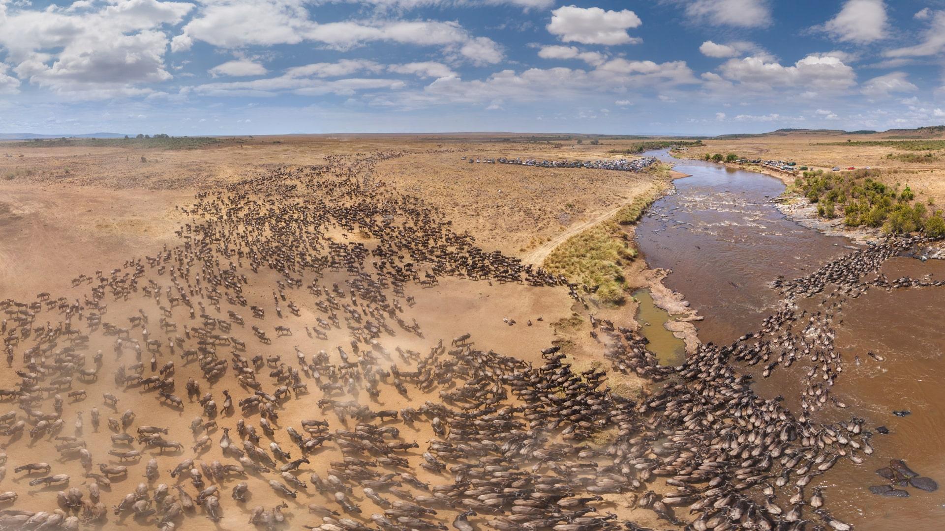 Great Wildebeest Migration Viewing Guide