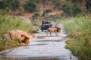 Guilt-Free Africa Safari