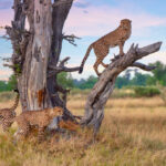 Guilt-Free Africa Safari