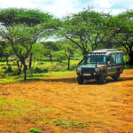 Guilt-Free Africa Safari