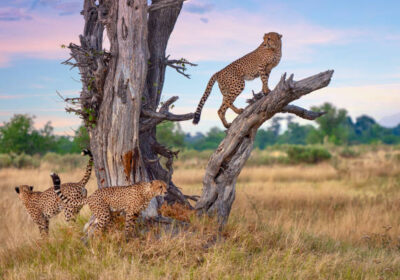 Guilt-Free Africa Safari