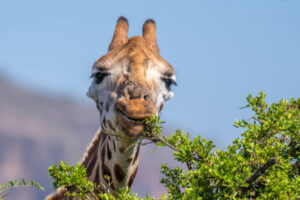 Magic of Tanzania and Kenya Safari Holidays