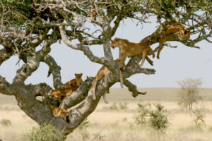 Magic of Tanzania and Kenya Safari Holidays