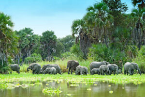 Magic of Tanzania and Kenya Safari Holidays
