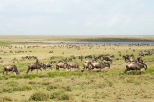 Magic of Tanzania and Kenya Safari Holidays