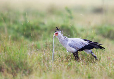 Best time for Kenya safari