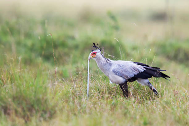 Best time for Kenya safari
