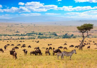 Sustainable African Safari