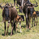 Tanzania and Kenya Safari Holidays