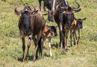 Tanzania and Kenya Safari Holidays