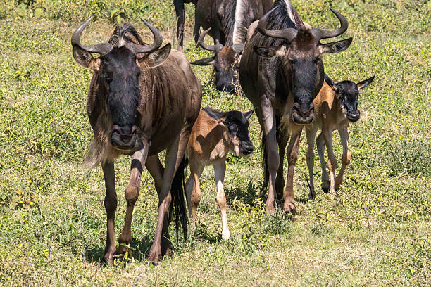 Tanzania and Kenya Safari Holidays