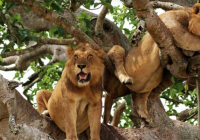 Uganda wildlife safaris