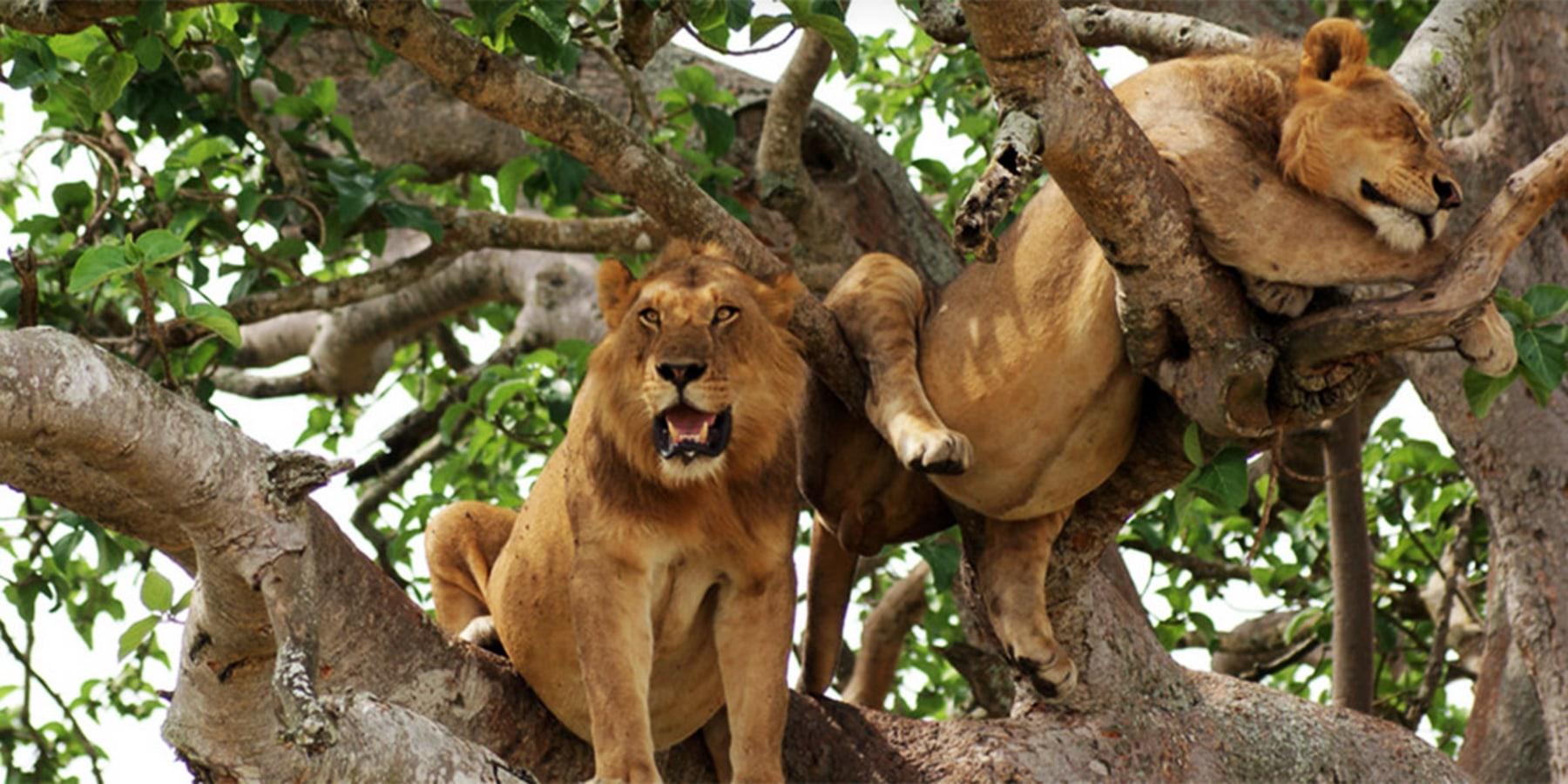 Uganda wildlife safaris