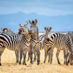 Safari Destinations in East Africa