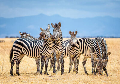 Safari Destinations in East Africa