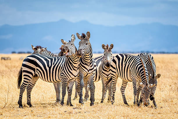 Safari Destinations in East Africa