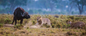 Lion hunting a buffalo