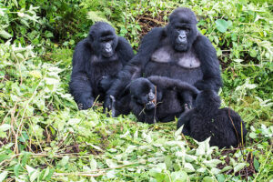 Gorilla in trekking Rwanda