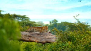 Leopard at Ngorongoro