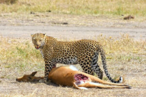 Leopard with a kill