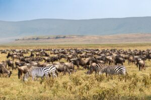 Migration of wildebeest and Zebra