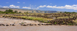 Wildebeest crossing the mara river