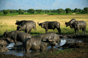 Uganda’s Wildlife Safaris Gorilla Trekking and Cultural Heritage