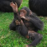 Uganda’s Wildlife Safaris Gorilla Trekking and Cultural Heritage