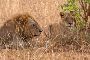 Lions during uganda safari
