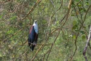 Fish eagle