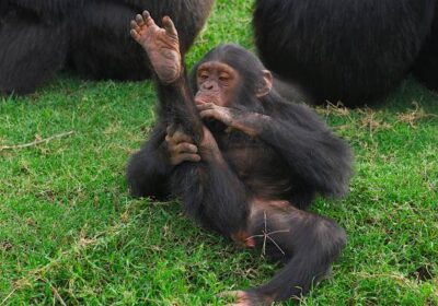 Uganda’s Wildlife Safaris Gorilla Trekking and Cultural Heritage