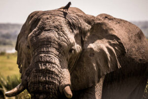 Elephant at queen Elizabeth national park, Uganda