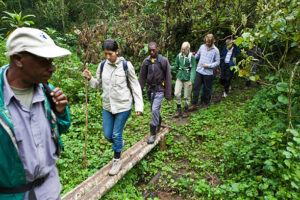 Gorilla trekking in bwindi