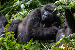 Gorillas at bwindi national park