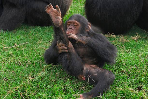 Uganda’s Wildlife Safaris Gorilla Trekking and Cultural Heritage