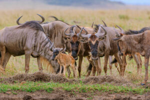 Wildebeest calving