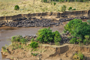 Mara River with wildebeest crossing