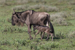 Wildebeest calving