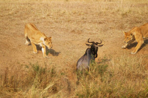 Lions hunting wildebeest