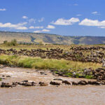 Great Wildebeest Migration viewing guide