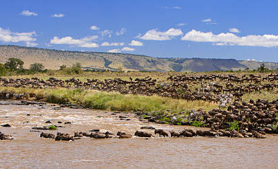 Great Wildebeest Migration viewing guide