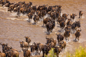 Wildebeest migration at Maasai Mara