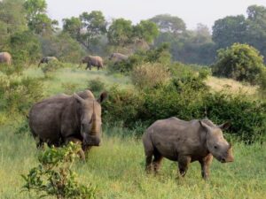 Rhinos