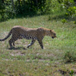 Distinguishing the Cheetah and the Leopard