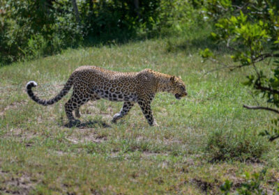 Distinguishing the Cheetah and the Leopard
