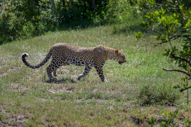 Distinguishing the Cheetah and the Leopard