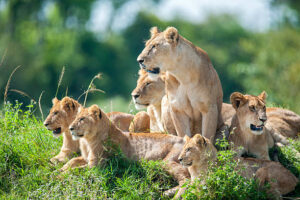 Africa Kenya and Tanzania safari tours Differences Distinguishing the Cheetah and the Leopard