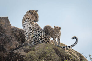 Africa Kenya and Tanzania safari tours Leopard