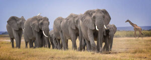 Kenya Beach and Safari Holiday