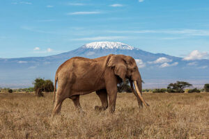 Kenya Beach and Safari Holiday